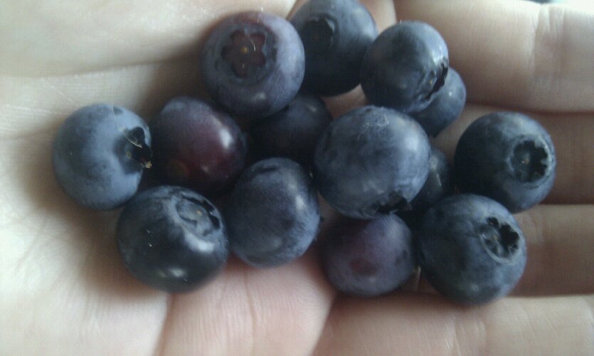 1st homegrown blueberries